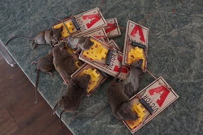 rodent trapping